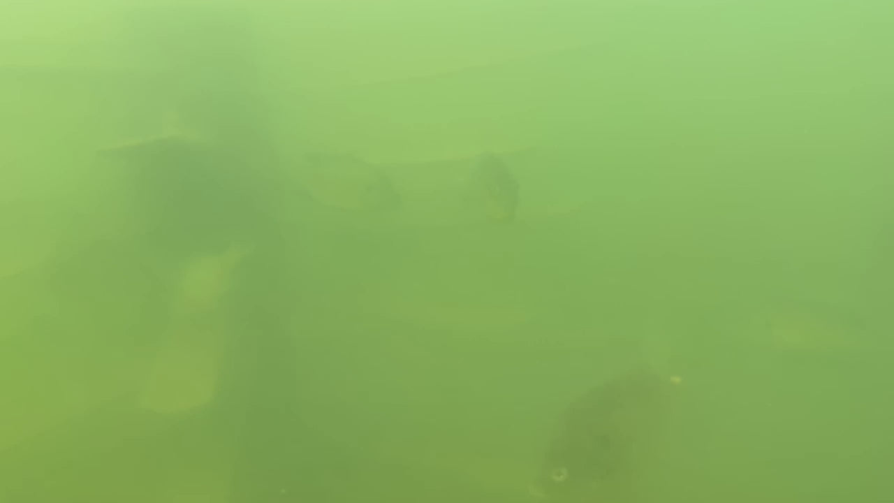 Load video: Fish FishingTrees.com